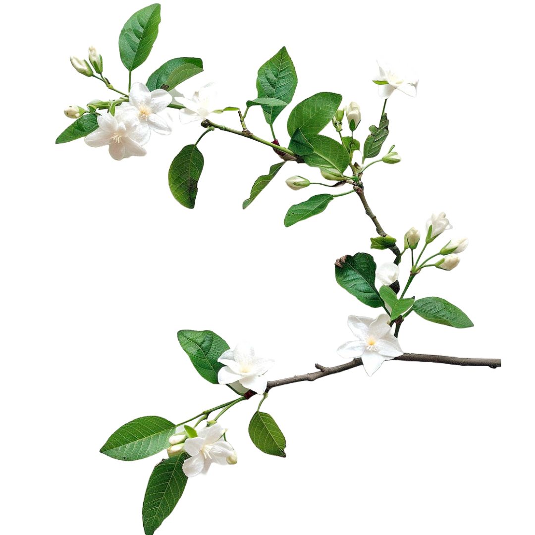 Floral Note